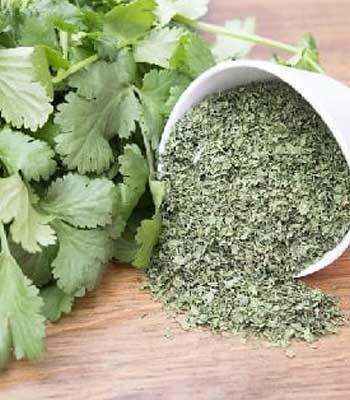 dried-coriander-leaves-powder